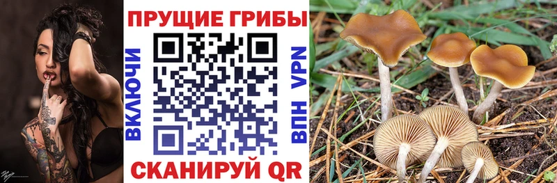 Псилоцибиновые грибы Psilocybe  Ардон 